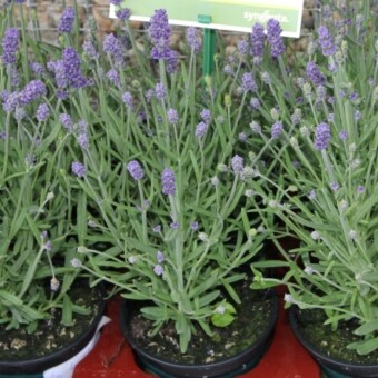 Lavandula angustifolia Aromatico 'Early Blue', fot. Syngenta